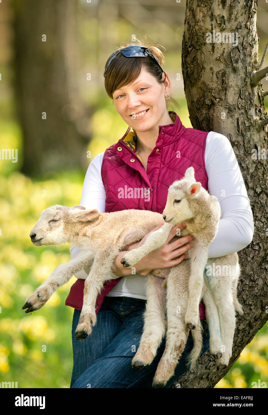 A Sheep farmer from Kempley, Gloucestershire with some of her spring lambs UK Stock Photo