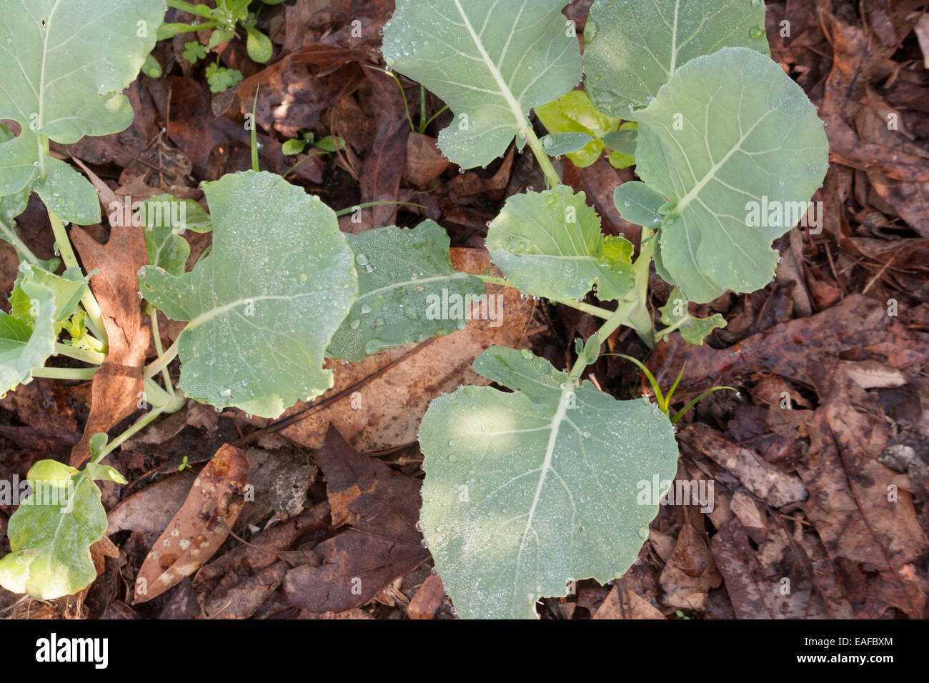 New broccoli plants Stock Photo - Alamy