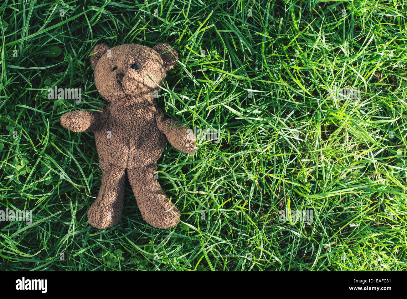 Teddy bear on the grass. Sun light Stock Photo - Alamy