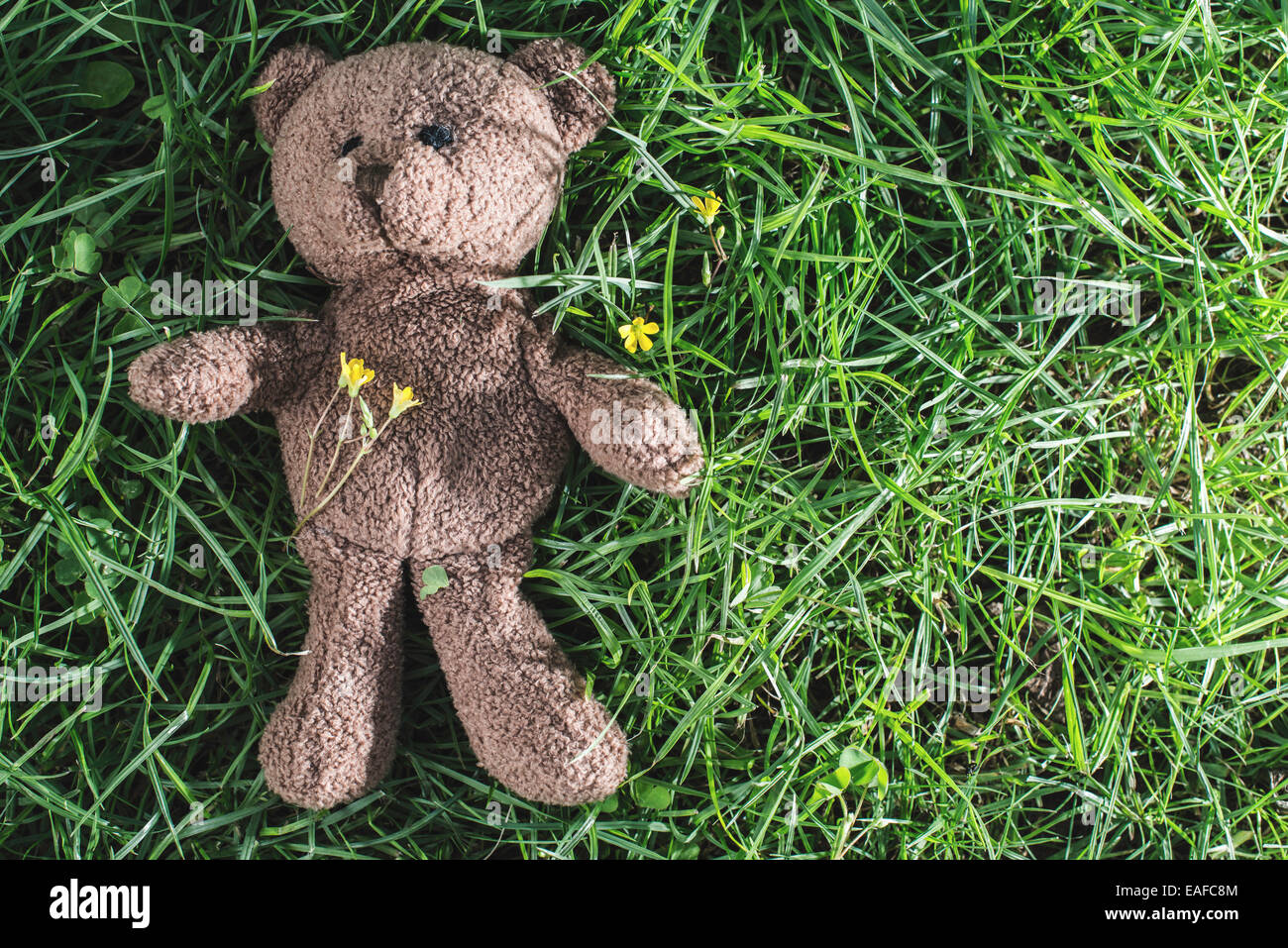 Teddy bear on the grass. Sun light Stock Photo - Alamy