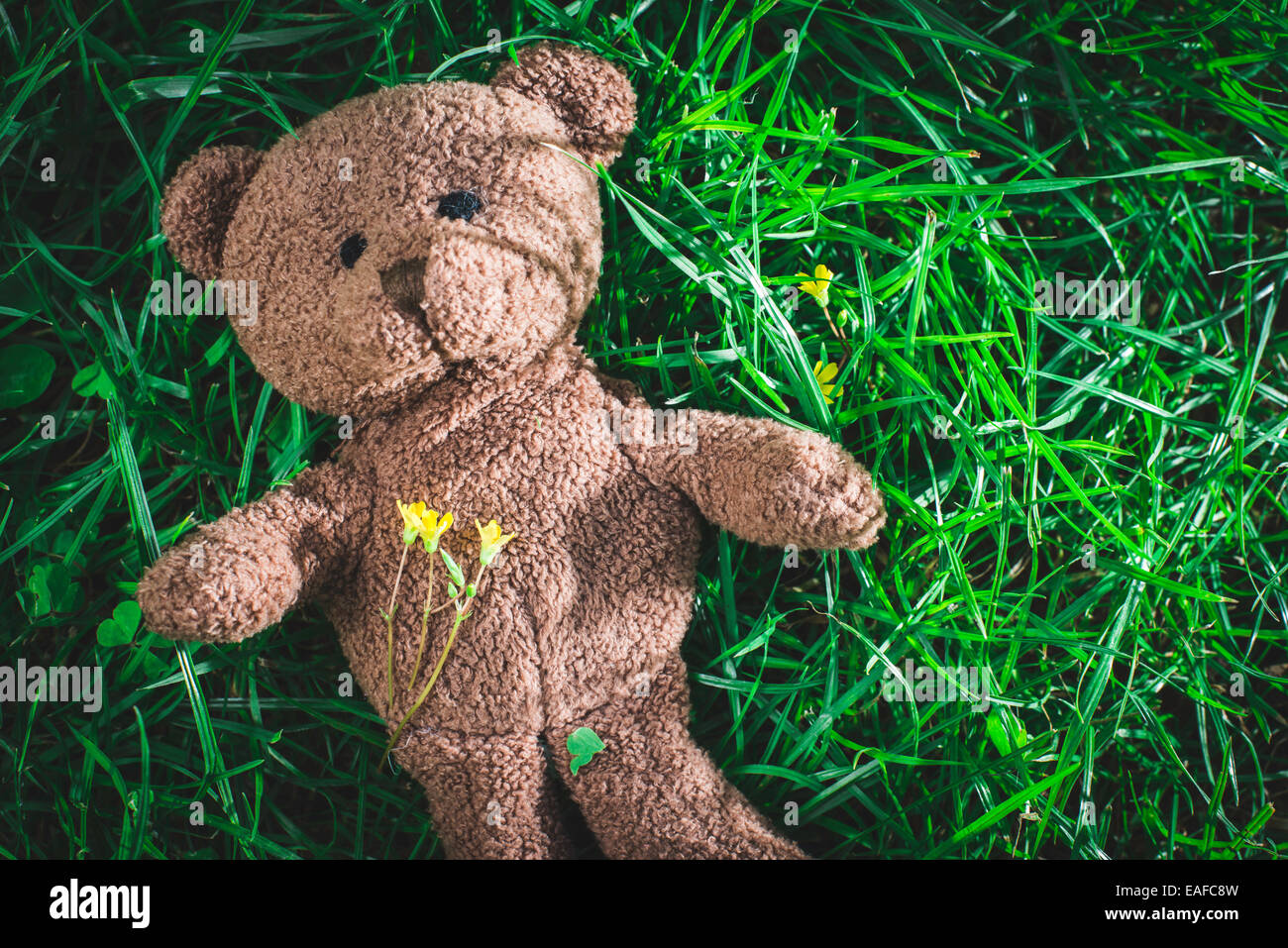 Teddy bear on the grass. Sun light Stock Photo - Alamy