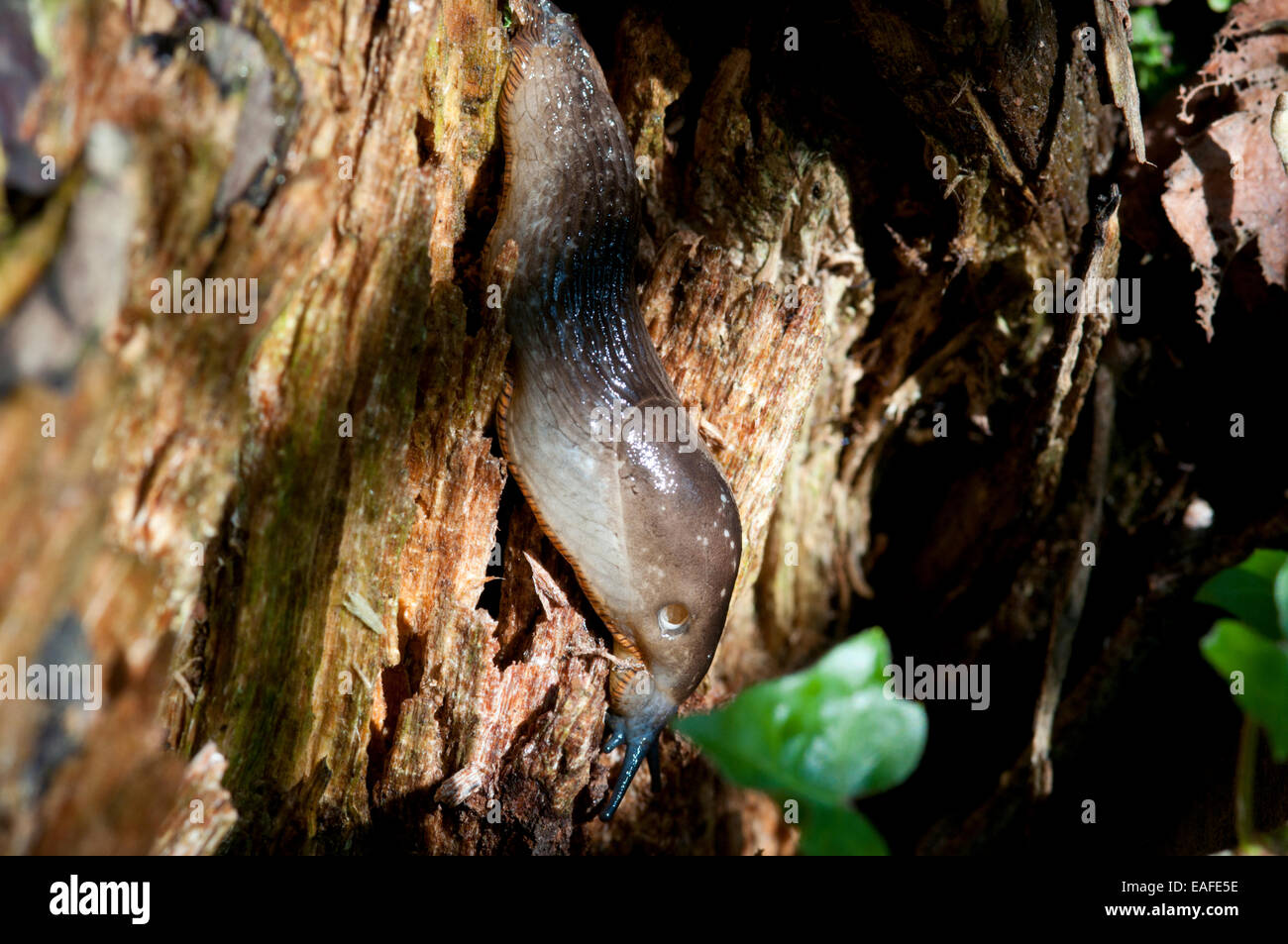 Large slug on rotting wood on a warm winters day Stock Photo