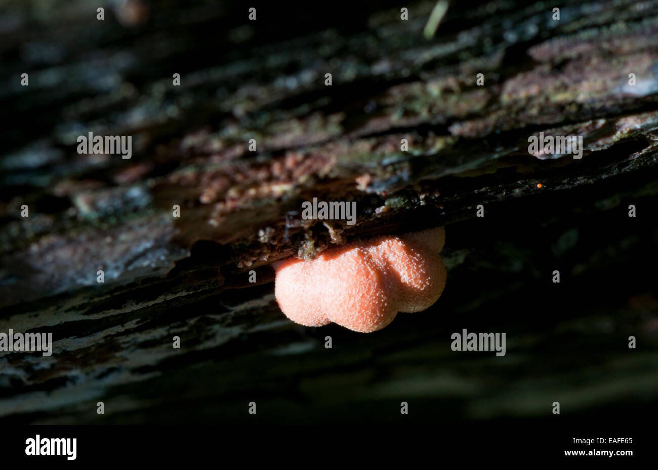 An orange slime mould called Wolfs Milk on rotting wood Stock Photo