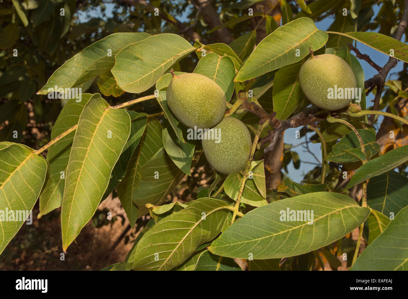 Walnut tree, Las Navas de la Concepcion, Seville province, Region of Andalusia, Spain, Europe Stock Photo