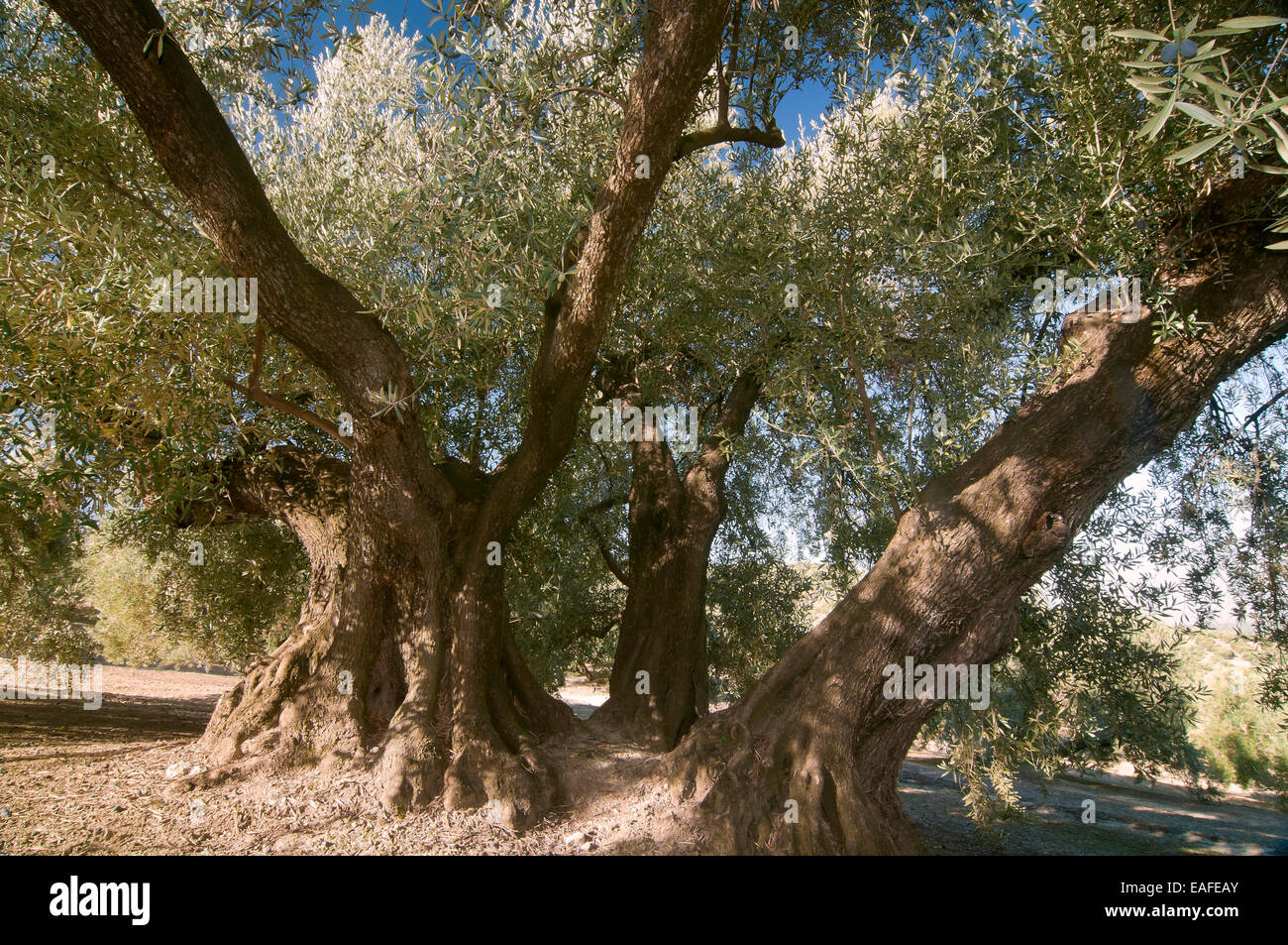 The Estaca Grande -300 year old olive tree, Martos, Jaen province, Region of Andalusia, Spain, Europe Stock Photo