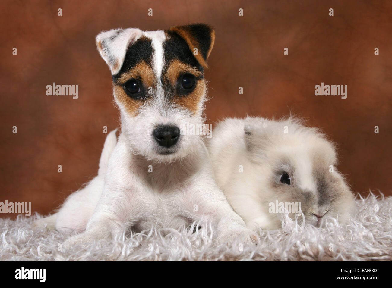 young parson russell terrier and rabbit Stock Photo - Alamy