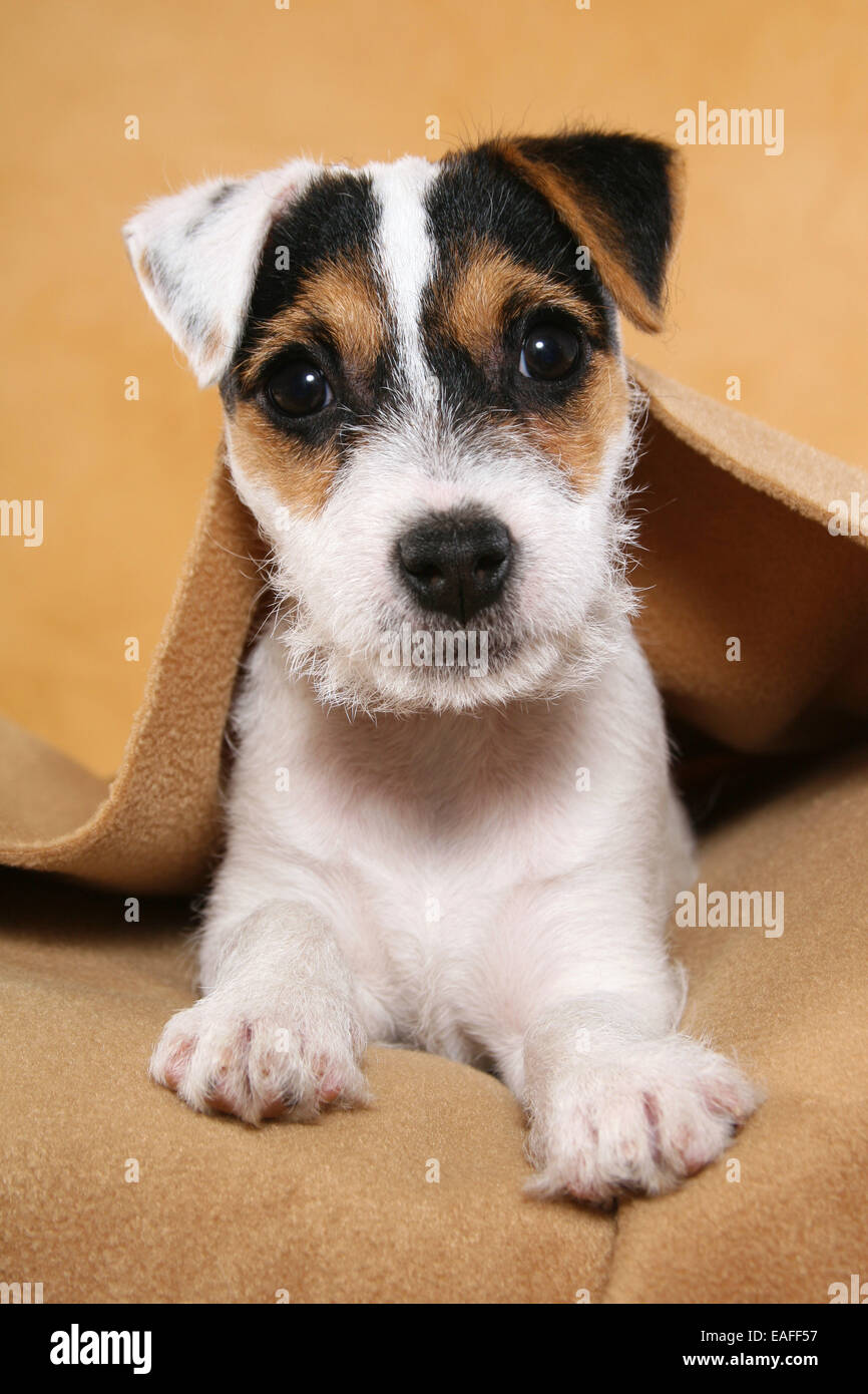 lying Parson Russell Terrier puppy at blaket Stock Photo