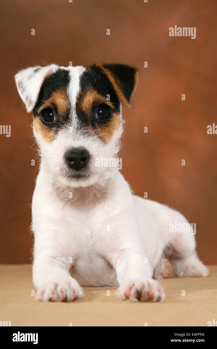 lying Parson Russell Terrier puppy at blanket Stock Photo