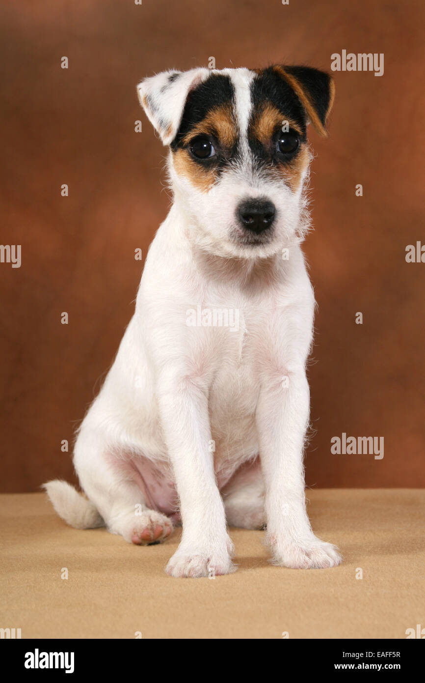 Parson Russell Terrier Puppy Stock Photo