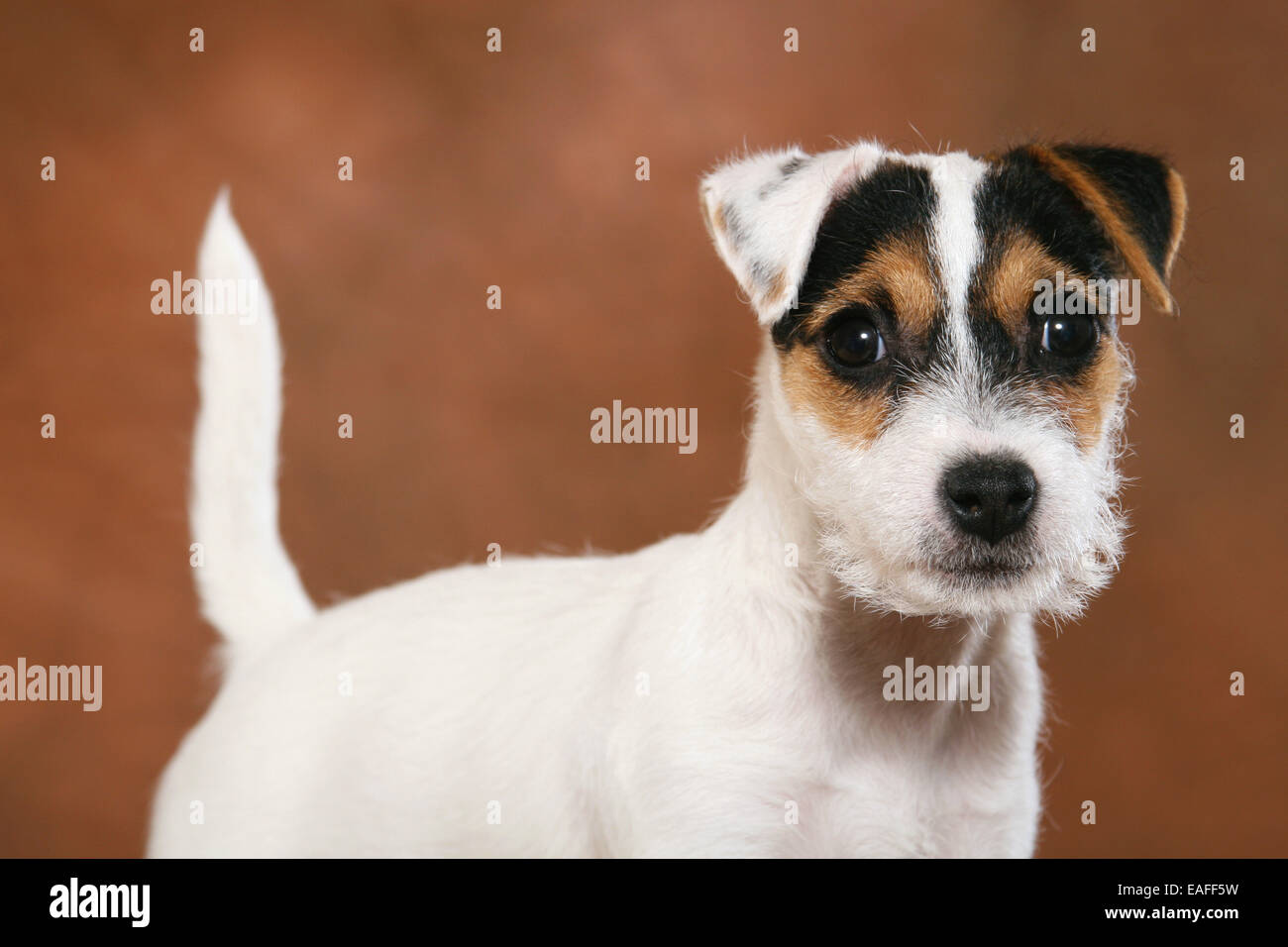 Parson Russell Terrier puppy Portrait Stock Photo
