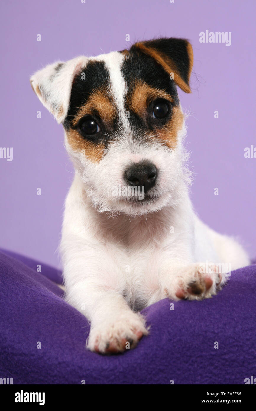 lying Parson Russell Terrier puppy at blanket Stock Photo