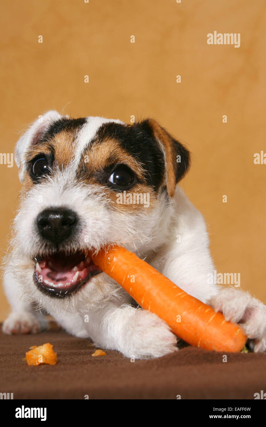 Are Carrots Good For A Jack Russell Terrier