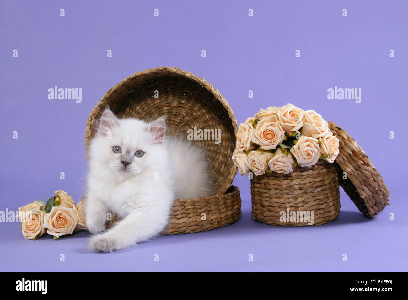 Cats and flowers hi-res stock photography and images - Alamy