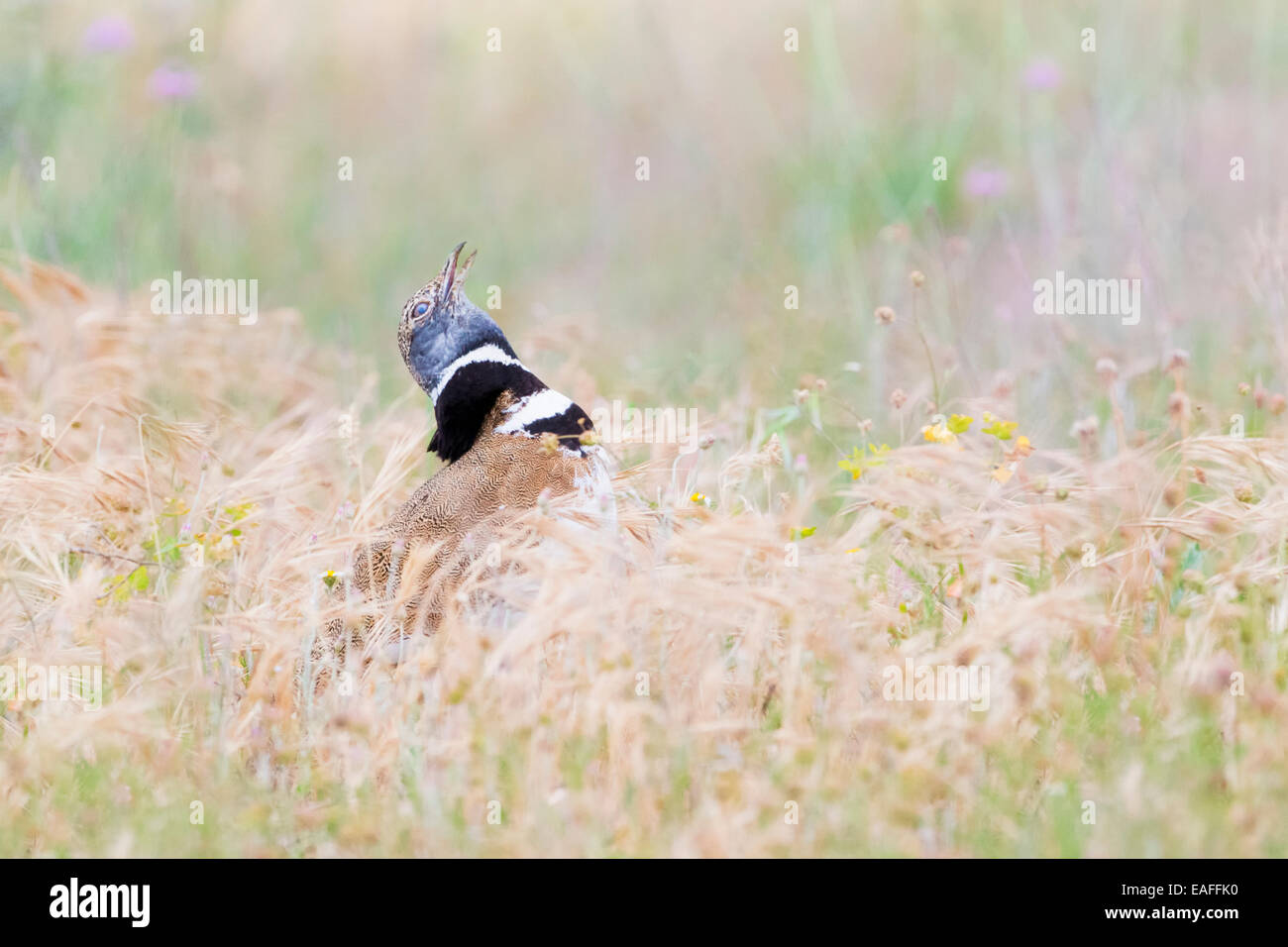 Little bustard (Tetrax tetrax) adult, during courtship in meadow, Catalonia, Spain. Stock Photo