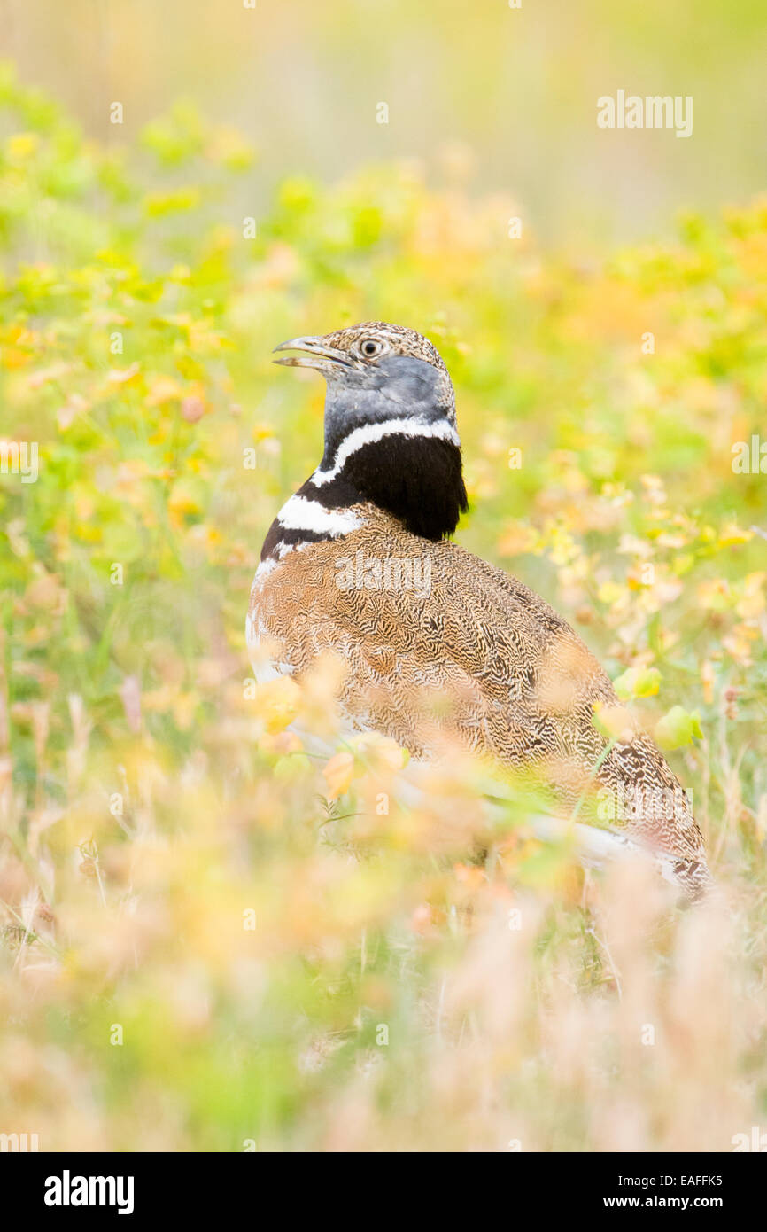 Little bustard (Tetrax tetrax) adult, during courtship in meadow between flowers, Catalonia, Spain. Stock Photo