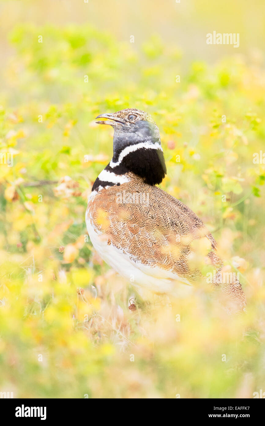 Little bustard (Tetrax tetrax) adult, during courtship in meadow between flowers, Catalonia, Spain. Stock Photo