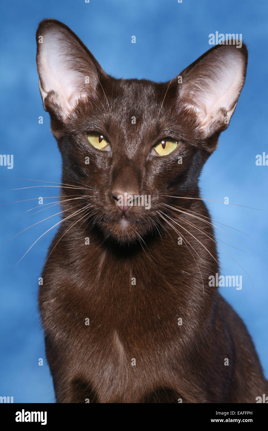 Oriental Shorthair Portrait Stock Photo - Alamy