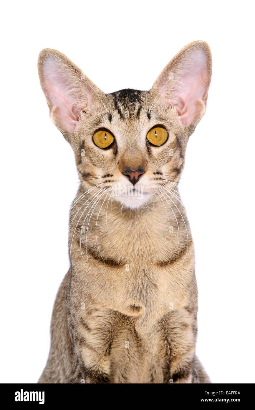 Oriental Shorthair Portrait Stock Photo - Alamy