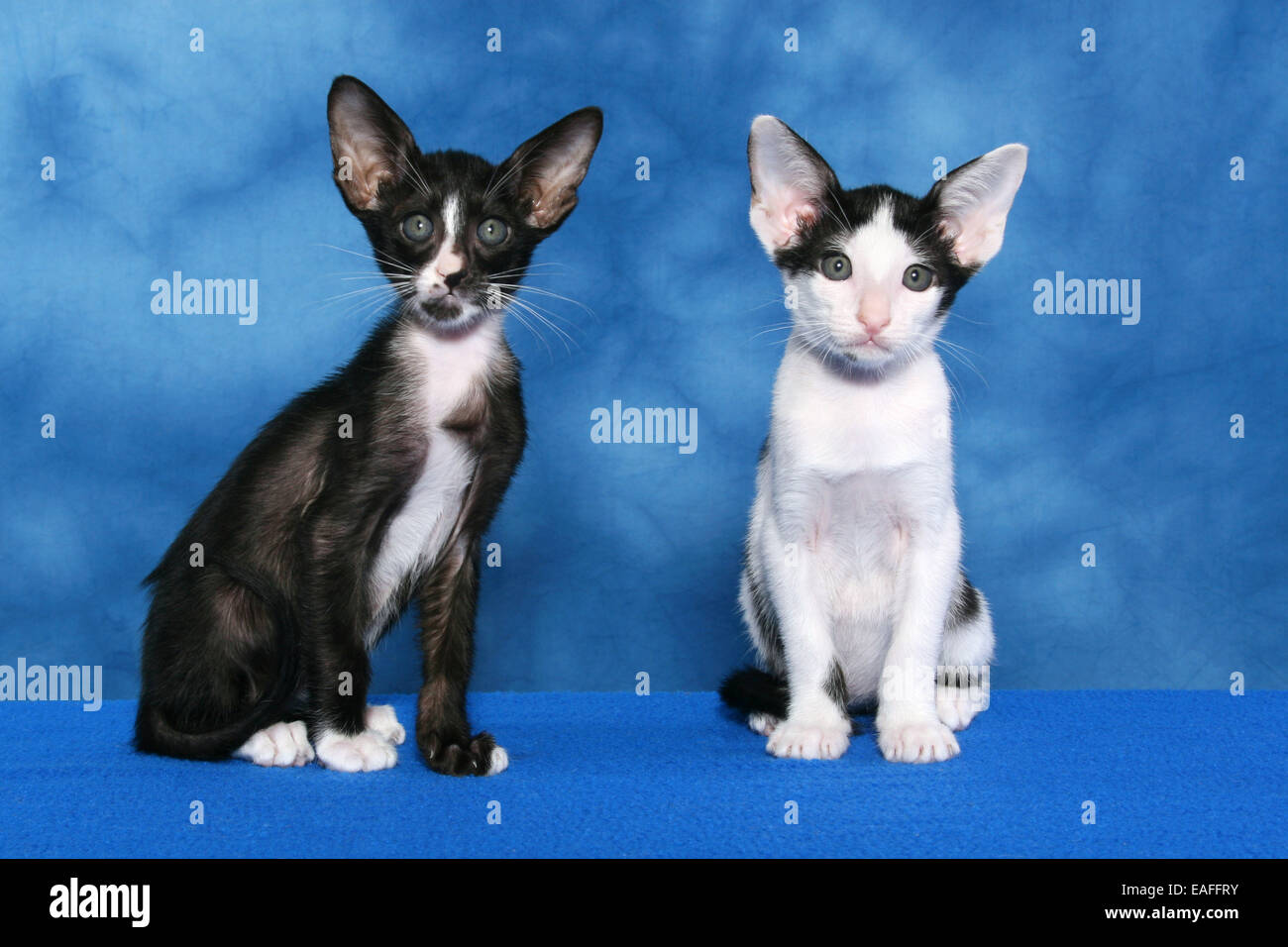 Black White Oriental Domestic Cat Stock Photos Black White