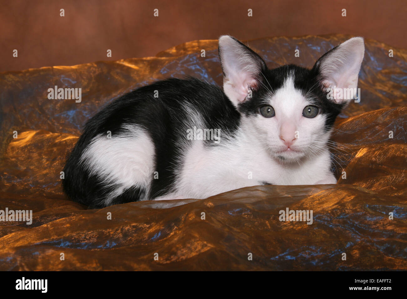Oriental Shorthair Kitten Stock Photo 75329746 Alamy
