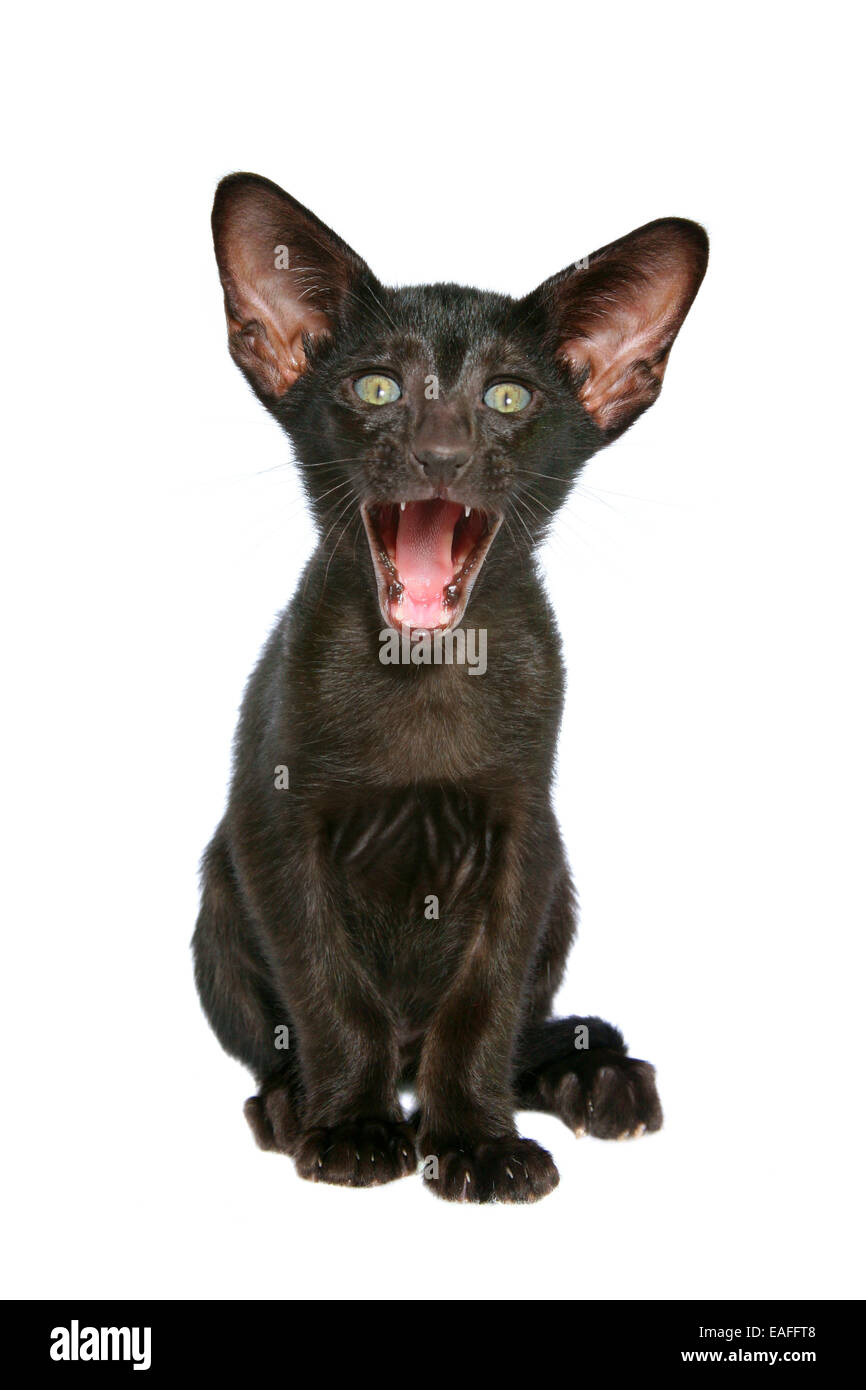 Oriental Shorthair Kitten Stock Photo 75329752 Alamy