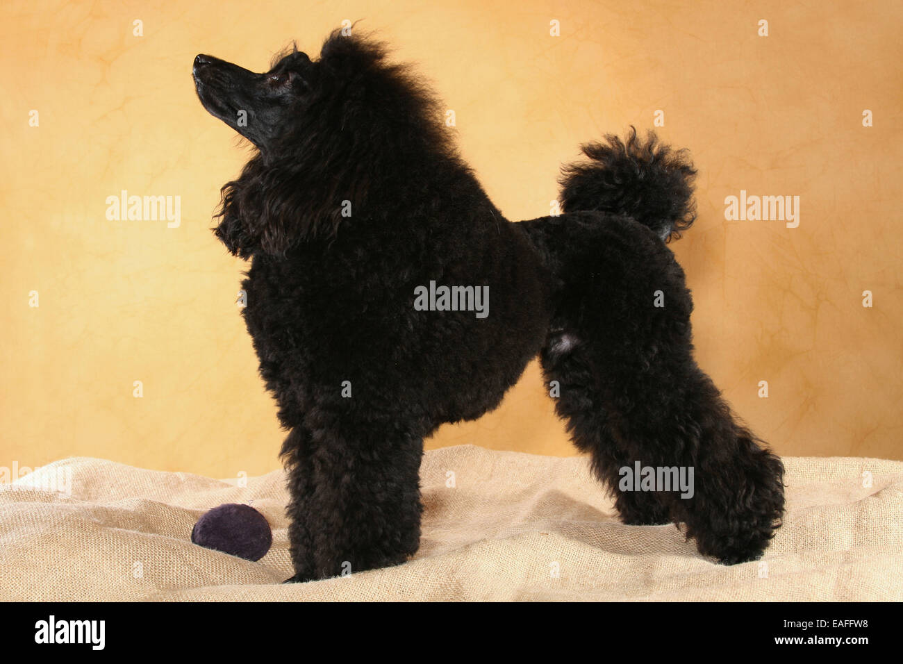 standing Miniature Poodle Stock Photo Alamy