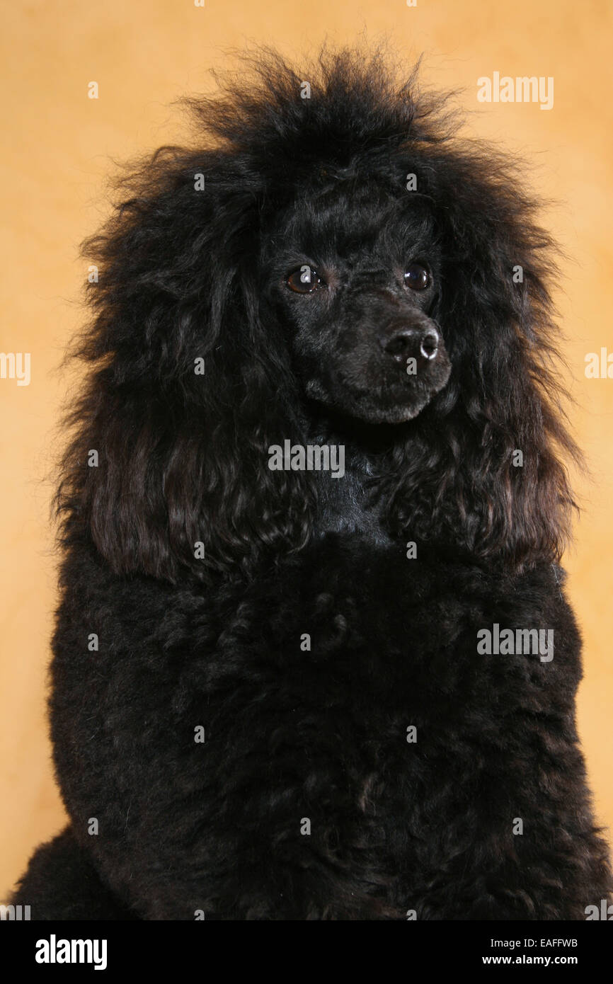 Miniature Poodle Portrait Stock Photo
