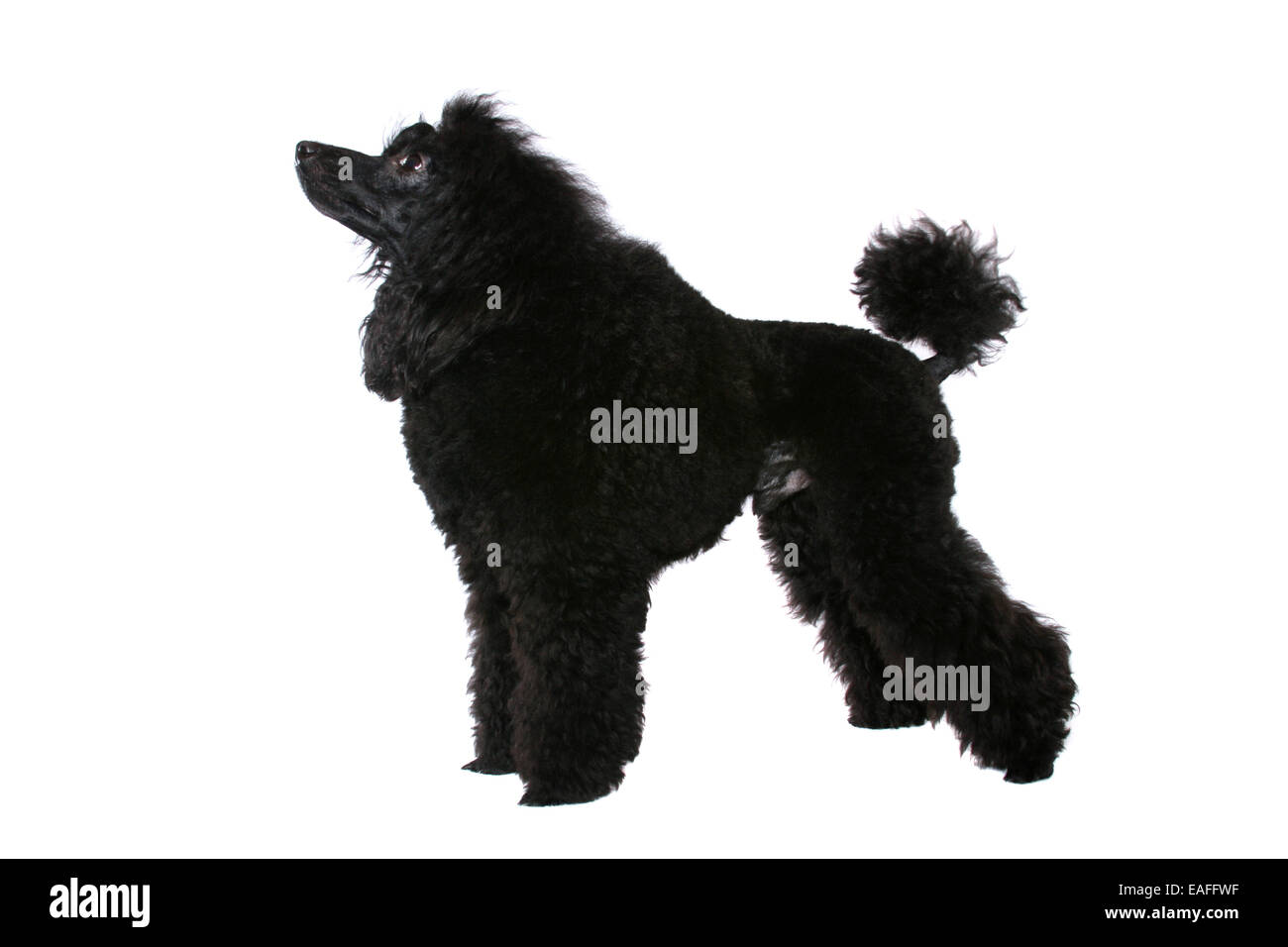 standing Miniature Poodle Stock Photo