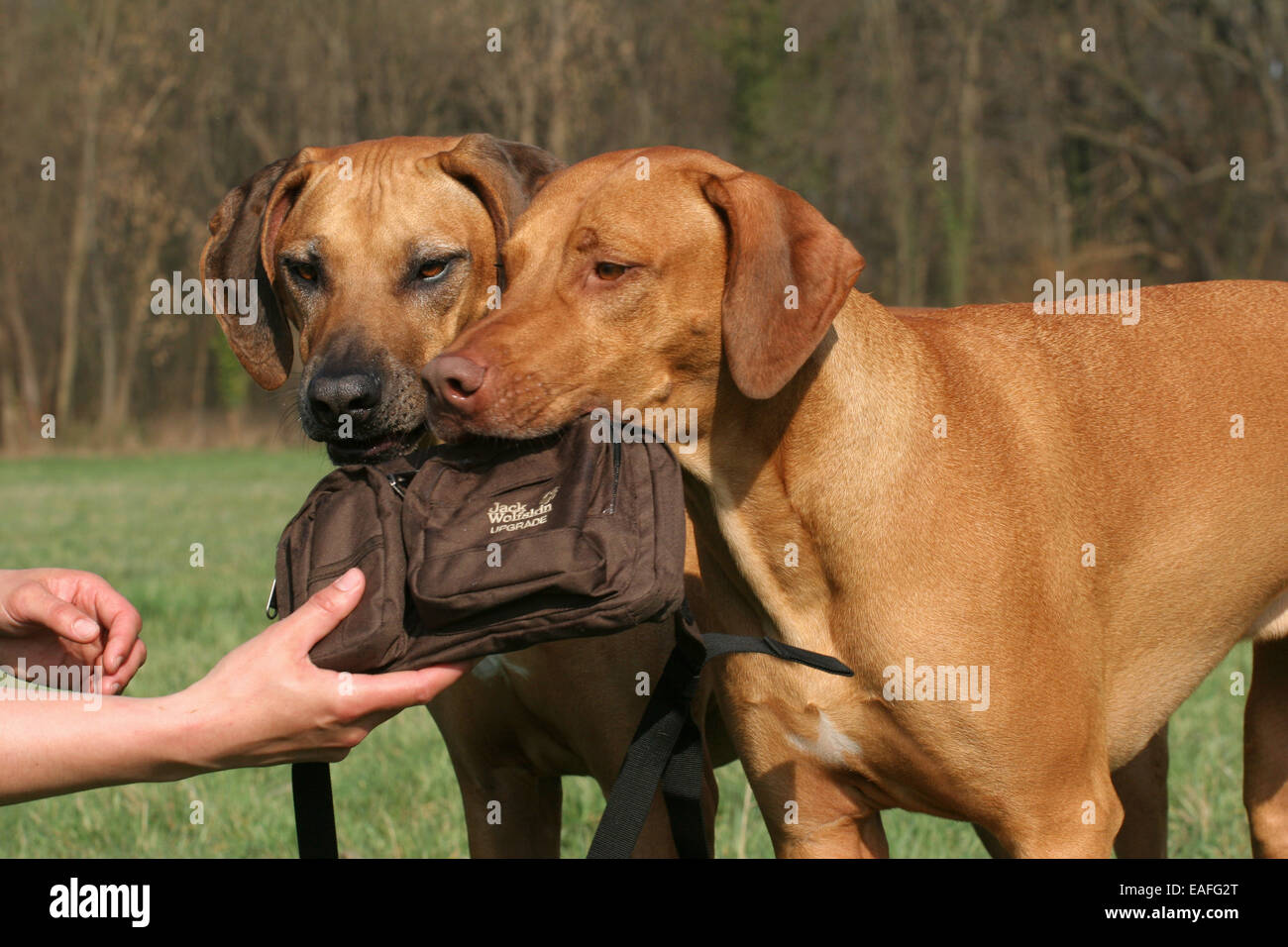 Rhodesian Ridgeback retrieves bag Stock Photo - Alamy