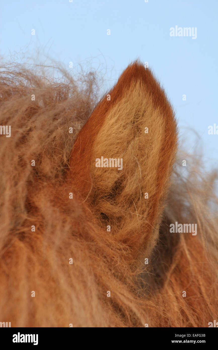 Icelandic horse ear Stock Photo Alamy