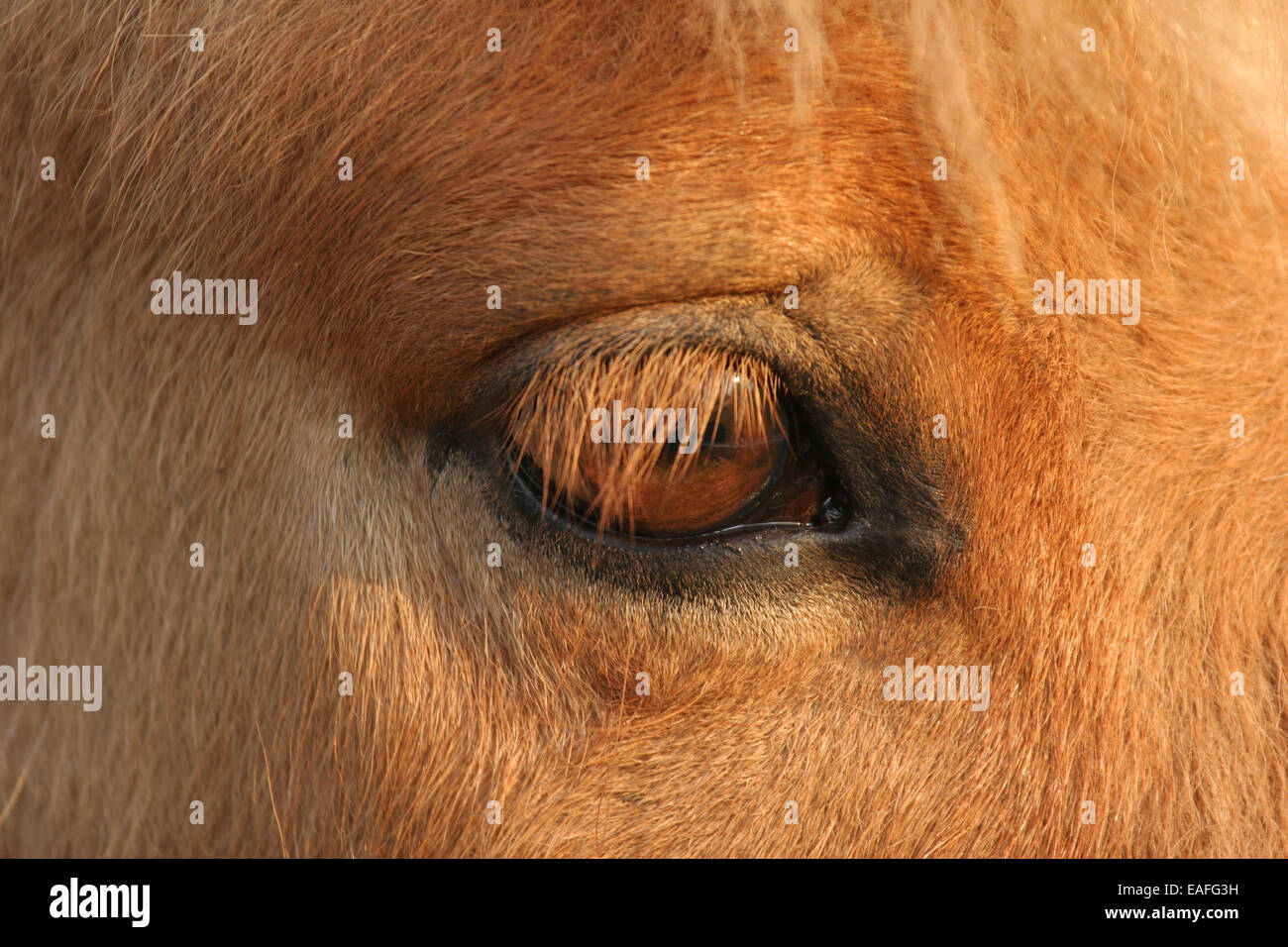 Icelandic horse eye Stock Photo