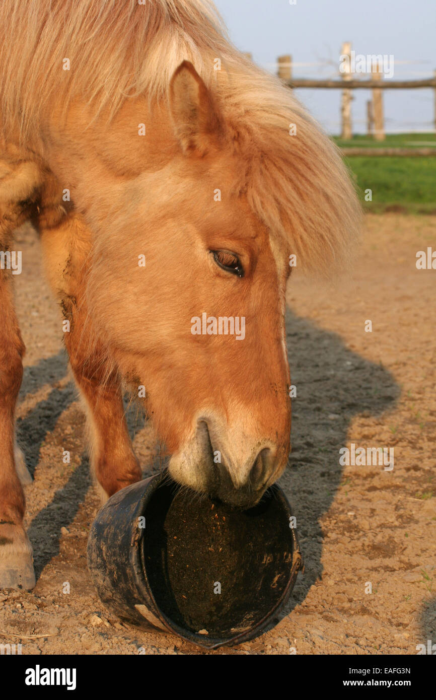 eating Icelandic horse Stock Photo Alamy