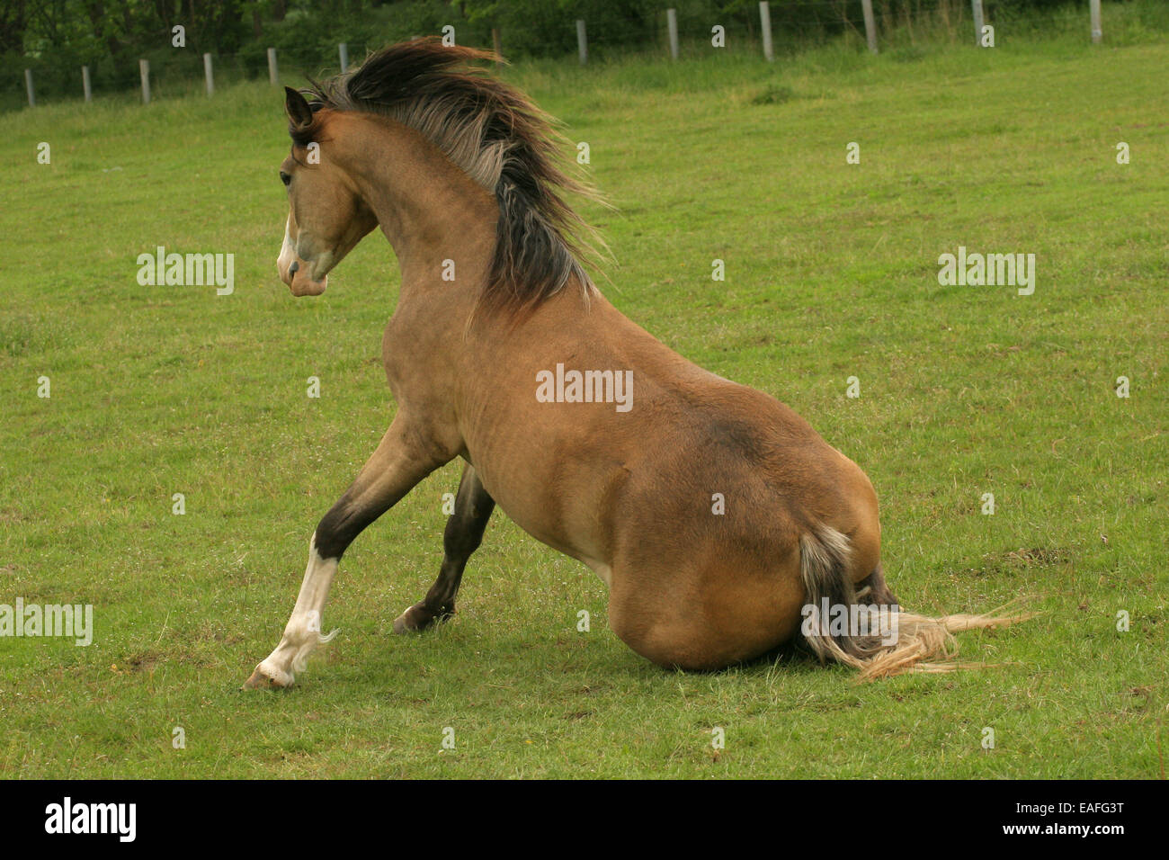pony Stock Photo