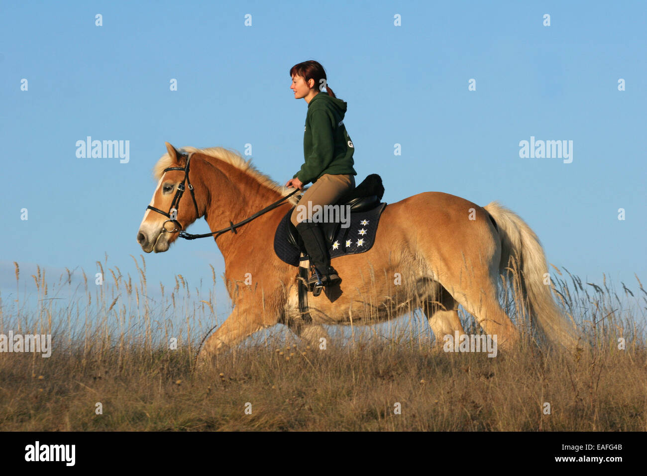woman rides haflinger horse Stock Photo - Alamy
