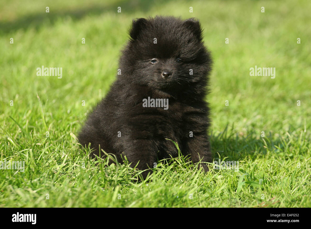Kleinspitz puppy sitting on hi res stock photography and images