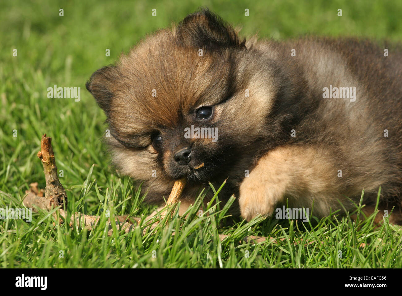 Kleinspitz hi-res stock photography and images - Alamy