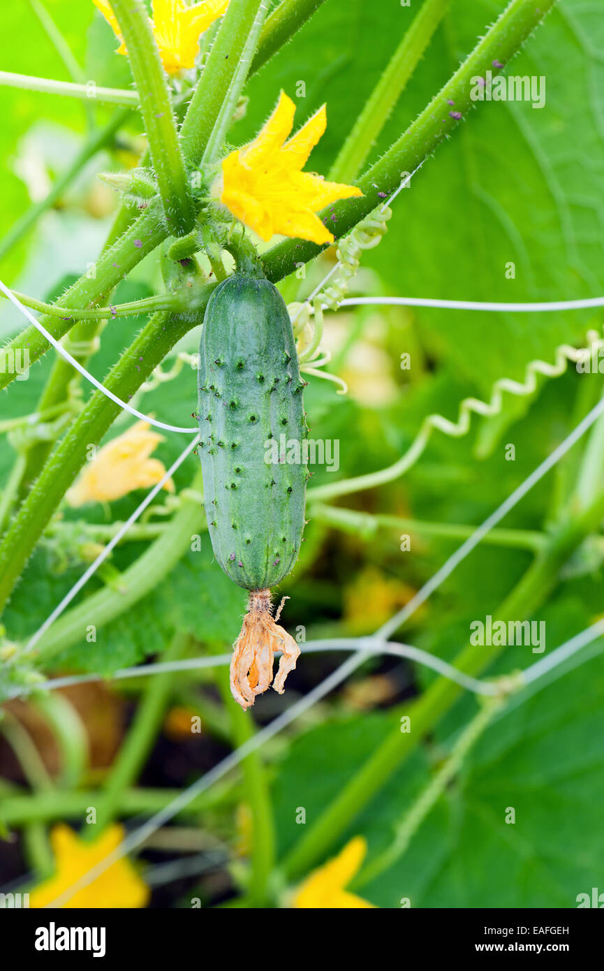 Fresh, Young, Green Cucumber on Bed in Garden. Growing Cucumbers in