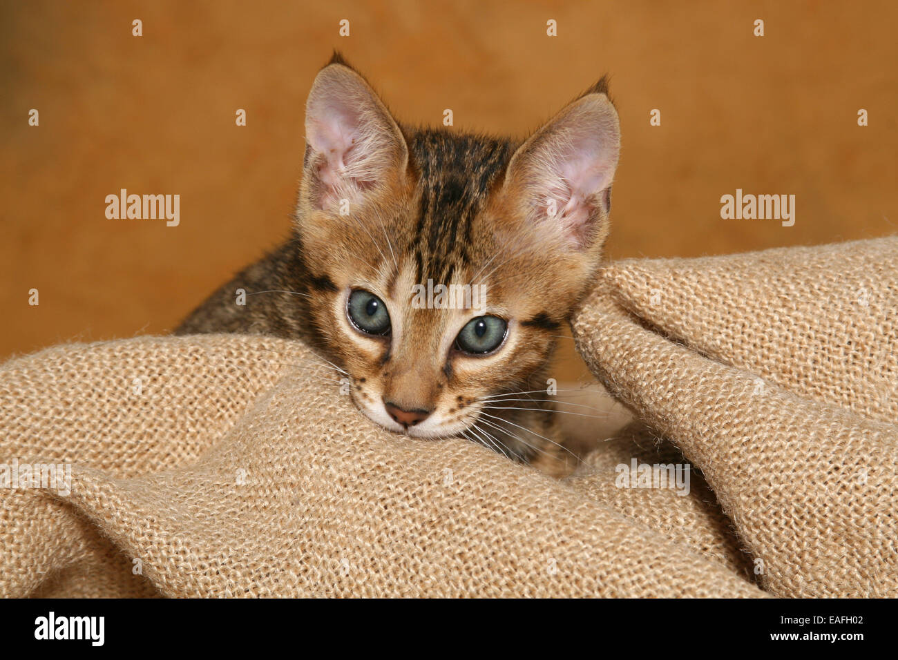 Savannah kitten Stock Photo