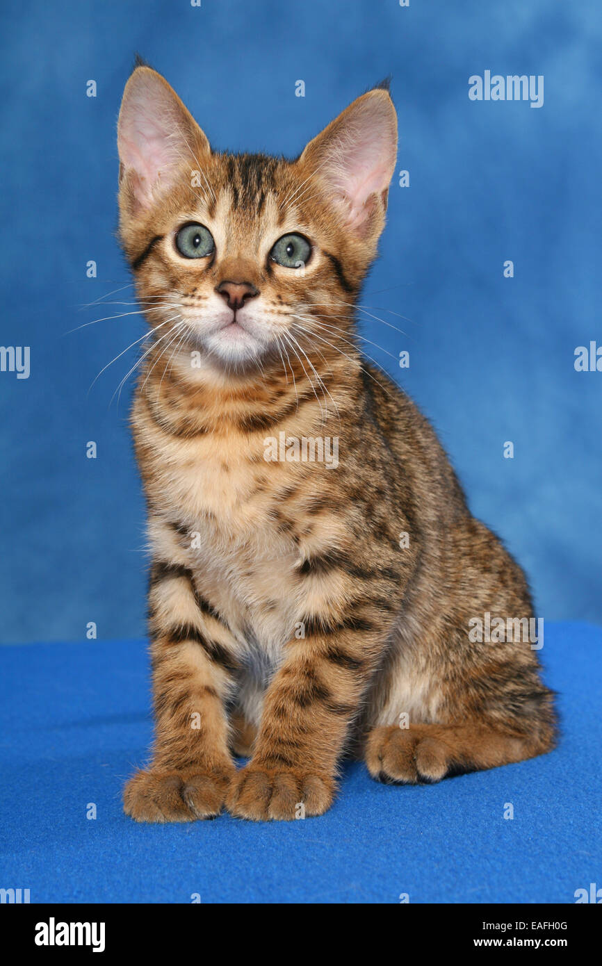 Savannah kitten Stock Photo