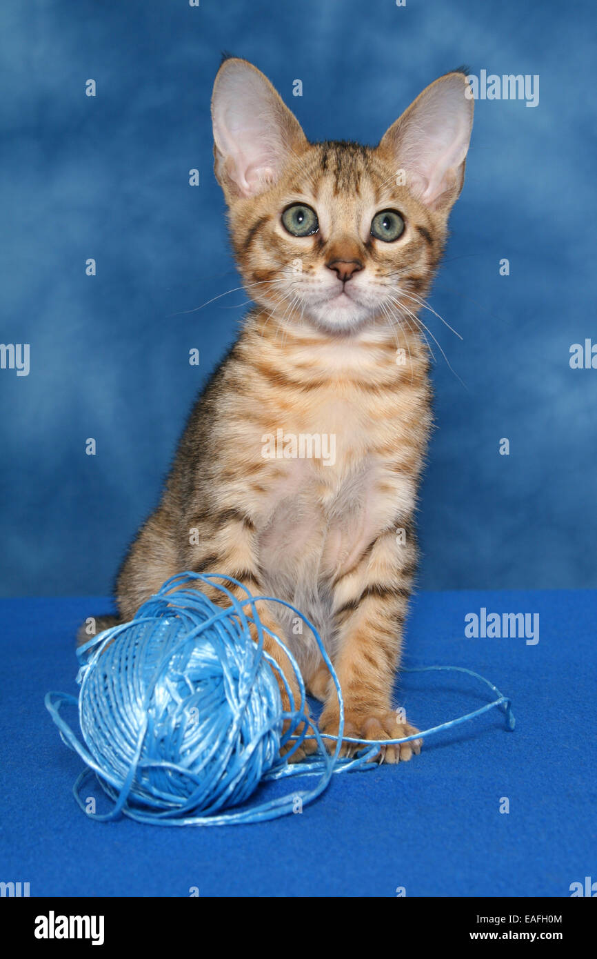 Savannah kitten Stock Photo