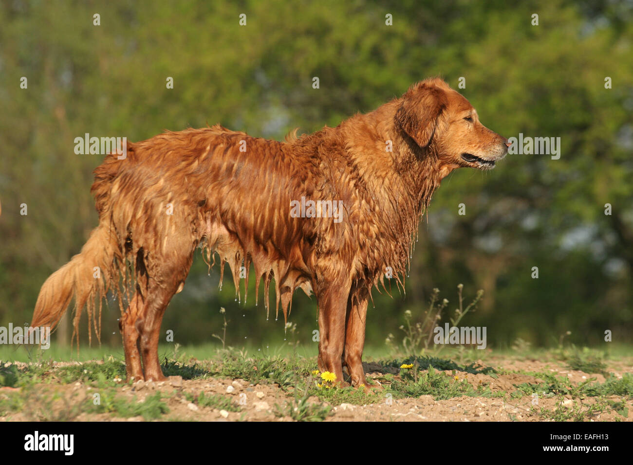Senior golden retriever hi-res stock photography and images - Alamy