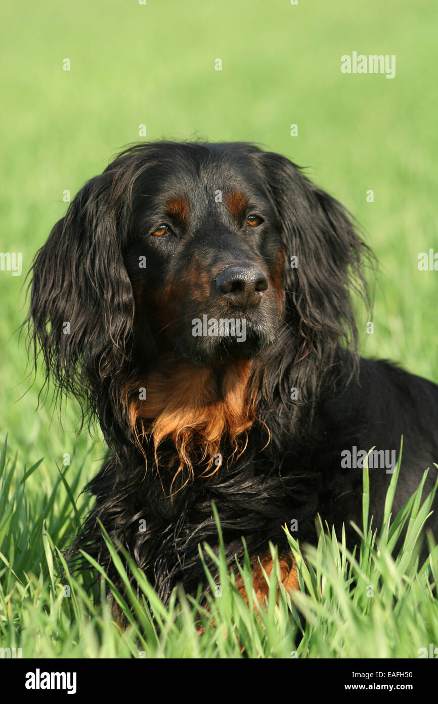 Pedigree gordon setter hi res stock photography and images Page 2 Alamy