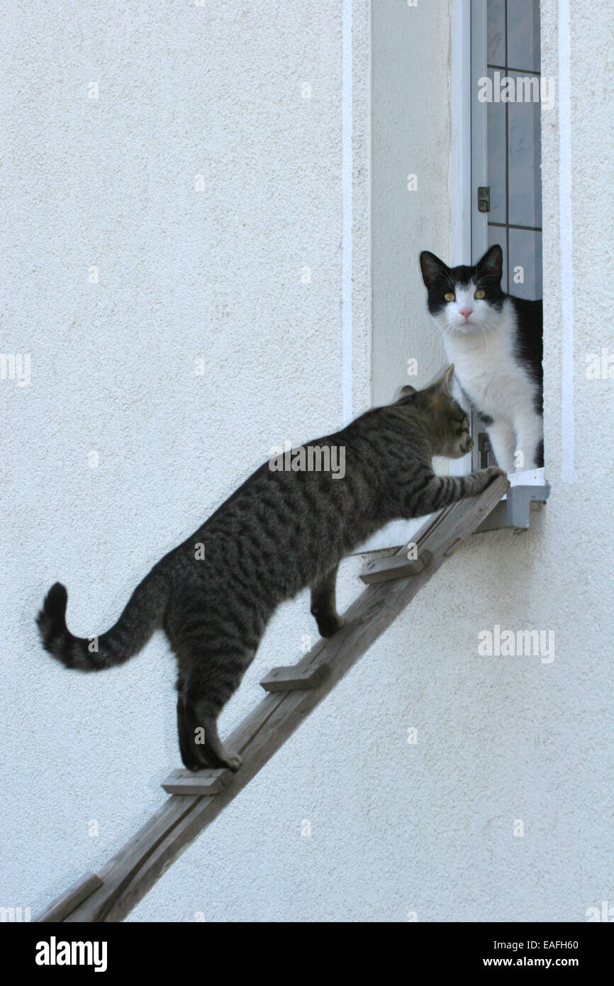 domestic cats Stock Photo