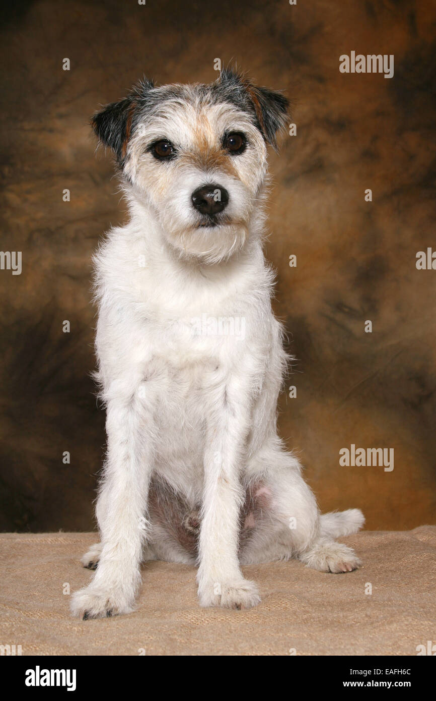 sitting Parson Russell Terrier looking at camera Stock Photo