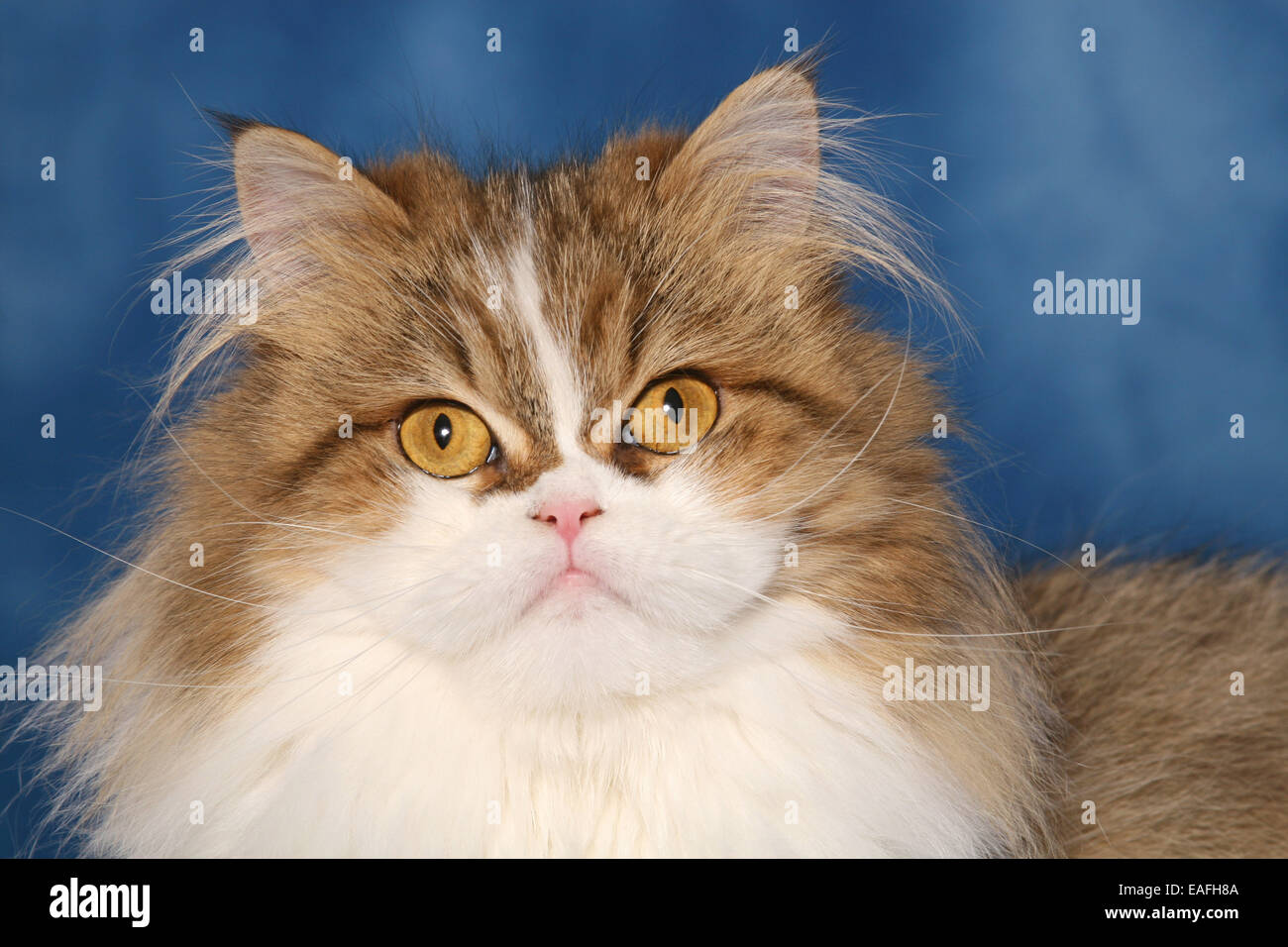 Persian cat portrait Stock Photo - Alamy