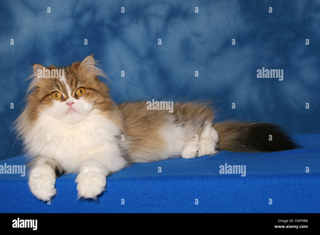 lying Persian cat Stock Photo Alamy