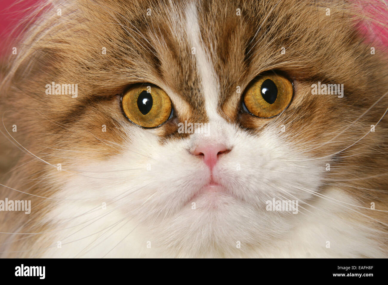 Persian cat face Stock Photo Alamy
