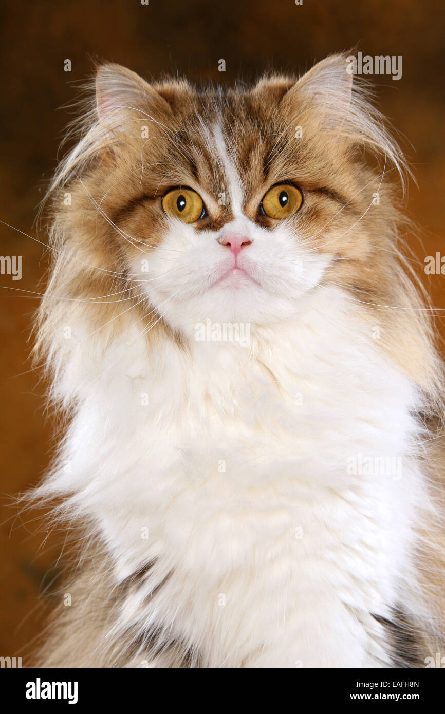 Brown Tabby Persian Stock Photos & Brown Tabby Persian Stock Images Alamy