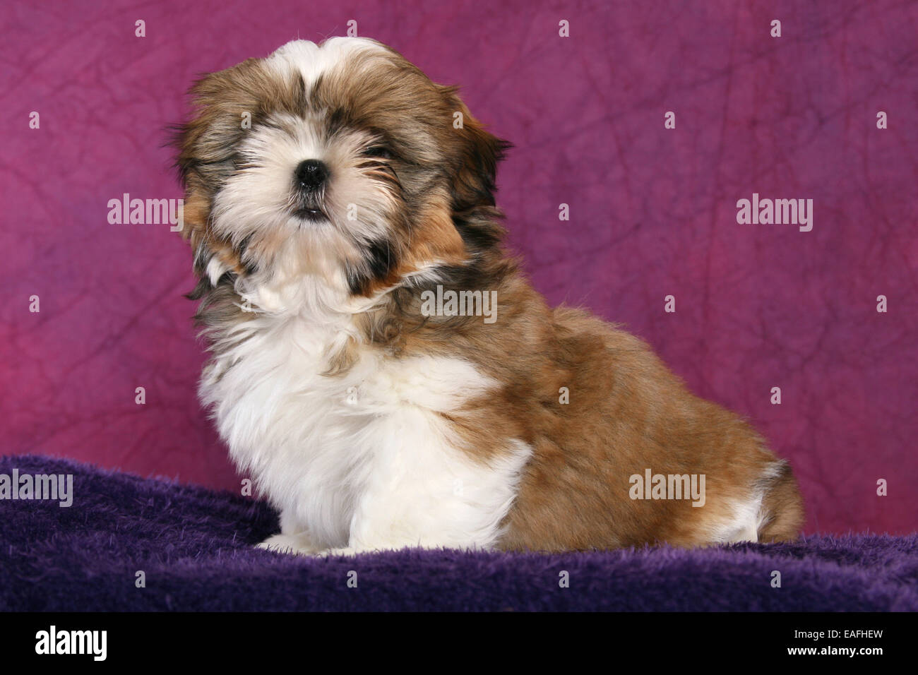Little Furry Shih-tzu Pupy are Playing Stock Photo - Image of looking, shih:  57781930