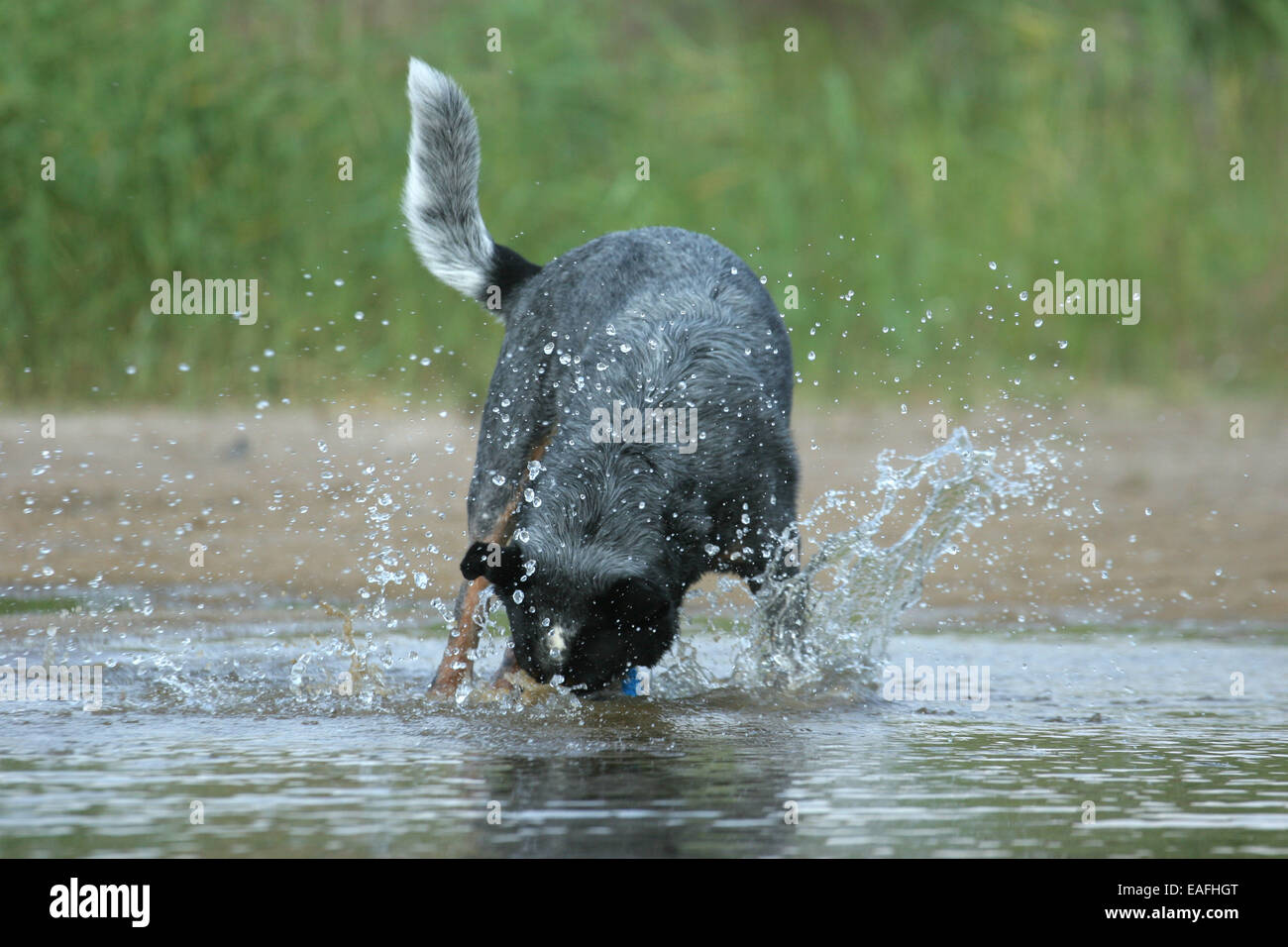 Australian Cattle Dog running through water Stock Photo